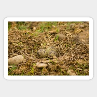 sbs lapwing nest Sticker